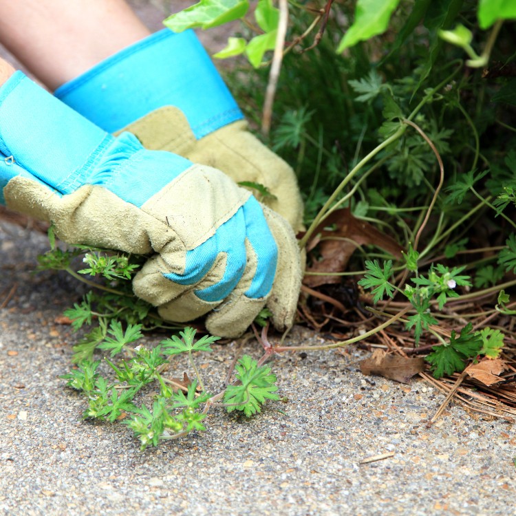 Lawn & Snow Services in Wyanet, IL