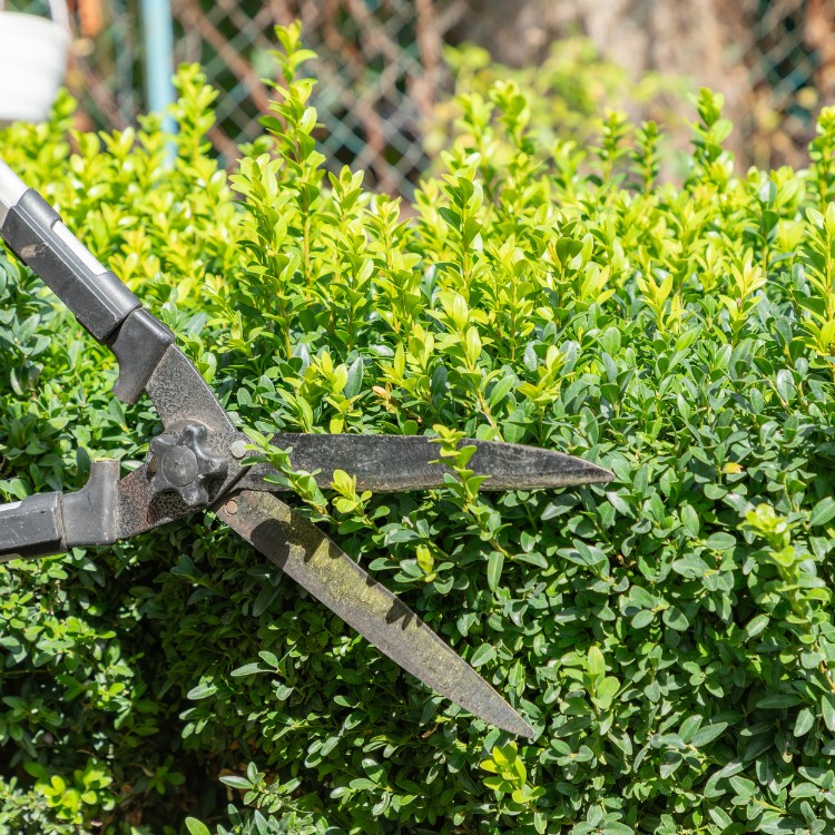 Lawn & Snow Services in Wyanet, IL