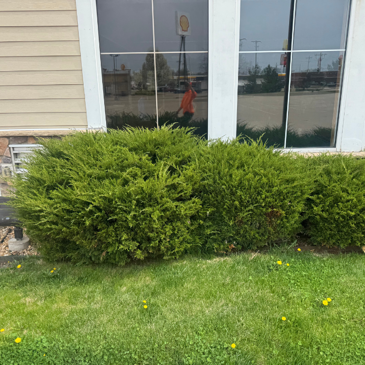 Lawn & Snow Services in Wyanet, IL