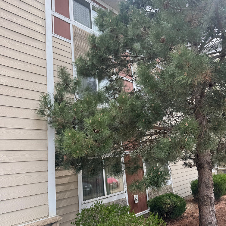 Lawn & Snow Services in Wyanet, IL